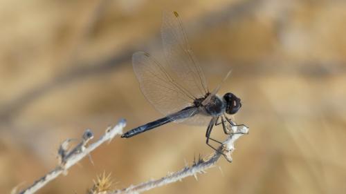 Selysiothemis nigra